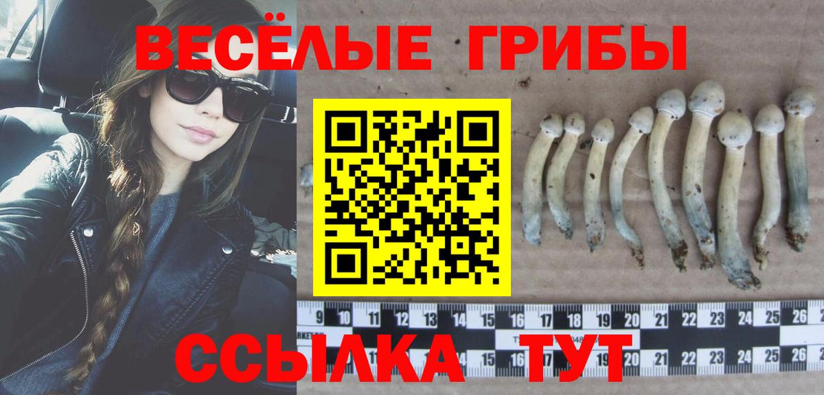 как найти закладки  Вход с VPN  Советск  Псилоцибиновые грибы Psilocybe  Псилоцибиновые грибы MAGIC MUSHROOMS 